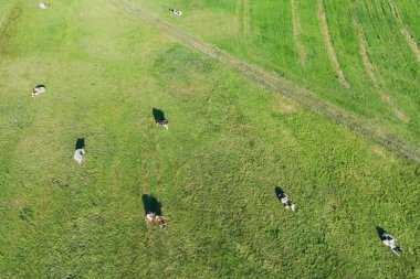 Çayırlarda otlayan sığırlar.