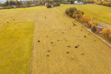 Kırsalda boynuzlu İskoçyalı inekler.