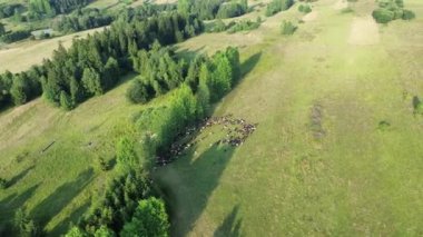 Kırsal yamaçtaki koyunların yüksek açılı görüntüsü