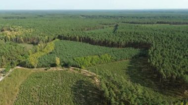 Çam ağaçlarının yemyeşil havadan çekilmiş görüntüleri.