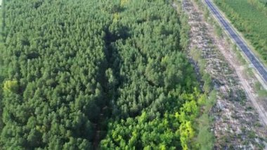 Açık Ormanda Çam Ağaçları