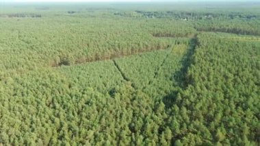 Genç ormanda sürdürülebilir doğa yenilenmesi