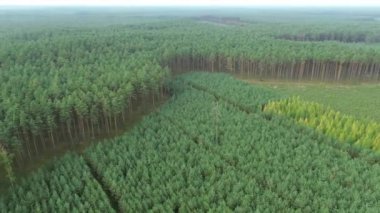 Genç çam ağaçları olan yemyeşil bir orman.