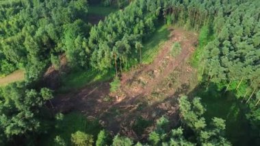Gökyüzünden görünen yeşil bir ormanda ormansız bir bölge..