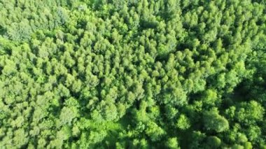 Yeşil bir ormanın yukarıdan aşağı manzarası