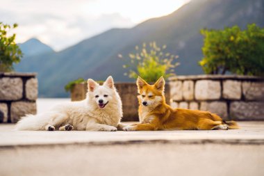 Friendly dogs resting outdoors with mountain backdrop. clipart