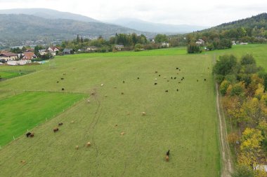 Boynuzlu dağ sığırı Avrupa 'da otluyor.