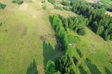Açık arazide koyun sürülerinin hava manzarası