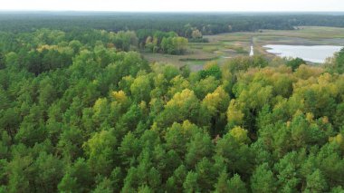 Sonbaharda yaprakları değişen orman
