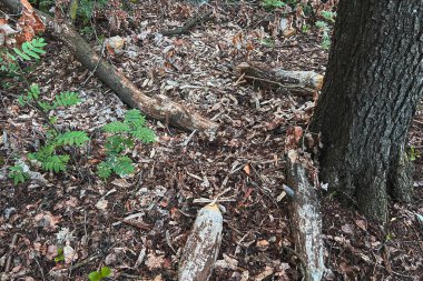 Beaver-chewed tree trunk in nature clipart