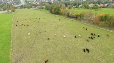 İskoçya sığırları manzaralı doğada otluyor..