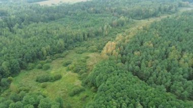 Yemyeşil ve sarı ağaçların havadan görüntüsü