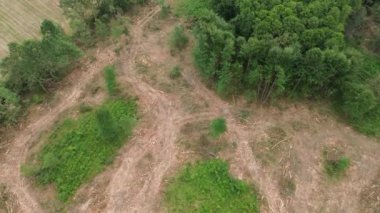 Yeşil orman ve temizlenmiş bölge arasındaki kontrastı gösteren orman tahribatı, üst görünüm