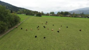 Avrupa dağlarındaki dağlık ineklerin hava manzarası.