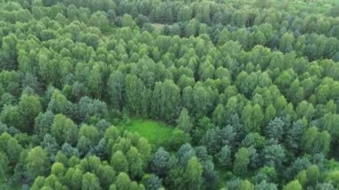 Yeşil Orman 'ın yukarıdan aşağı görüntüsü