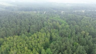 Çeşitli ağaç tepeleri olan yeşil orman