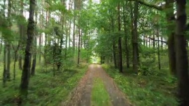 Sonbahar yapraklı orman yolu