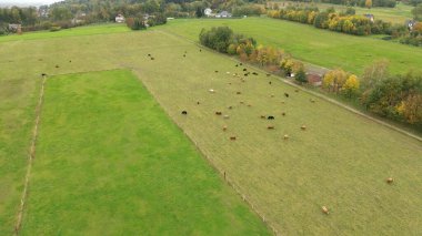 Avrupa kırsalında yukarıdan dağlık inekler