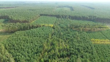 Yeniden yetişmiş çam ormanlarının havadan görünüşü