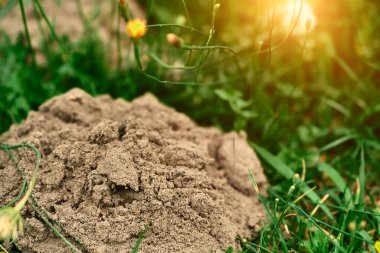 Molehill dirt mound in yard clipart