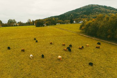 Otlayan dağ inekleri olan kırsal bir çiftlik..