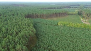 İnsansız hava aracı manzaralı yemyeşil ormanlık