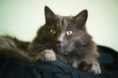 Siyah bir yüzey üzerinde oturan tüylü gri kedi