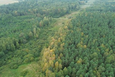 Yemyeşil ve sarı ağaçların havadan görüntüsü