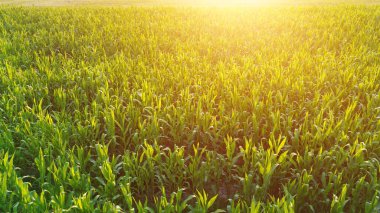 Yukarıdan yemyeşil mısır tarlasının gün batımı görünümü