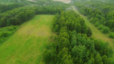 Sabah Sisi Yağmur Ormanı 'nın Örtüsü