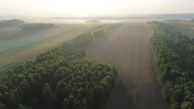 Mistik sonbahar ormanı Yoğun sabah sisinde
