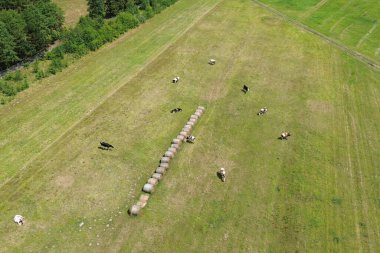 Yeşil çimlerde ineklerin havadan çekilmiş görüntüleri.