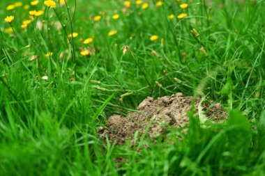 Çimenlikte yeni kazılmış köstebek yuvası