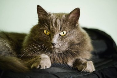 Uzun saçlı gri kedi bir çantanın üzerinde dinleniyor.