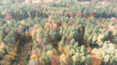 Tepeden tırnağa altın ve yeşil sonbahar ormanı