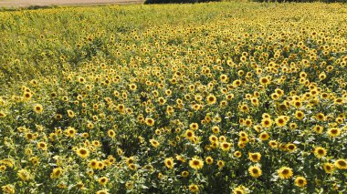 Zirve döneminde geniş bir tarlada canlı ayçiçeklerinin yakın çekimi