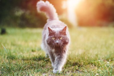 Yeşil çimlerin üzerinde komik bir erkek kedi.