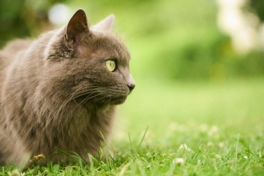 Çimenli bahçede tüylü gri kedi