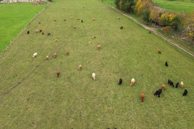 Otlayan dağ inekleri olan kırsal bir çiftlik..