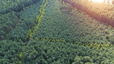 Genç Orman Doğal olarak Yeniden Doğuyor