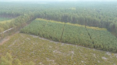 Genç yeşil çam ormanının havadan görünüşü