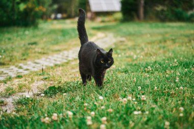 Yeşil çimlerde gezinen kara kedi