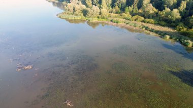 Göl veya göletteki kuşlar cenneti, hava aracı manzarası, yaz kuşlarını izlemek.