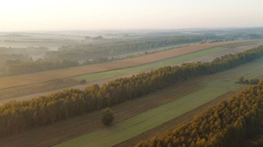 Sonbahar yapraklı huzurlu sisli orman