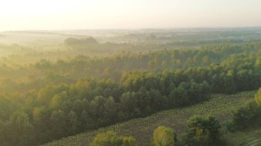 Güneşin sisli orman kırsalında doğuşu