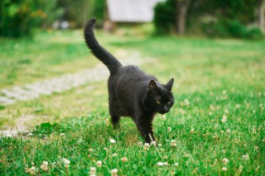 Yeşil çimenli arka bahçede kara kedi