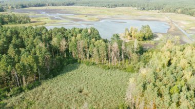 Genç yeşil çam ormanının havadan görünüşü