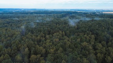 Sisli orman, güneş doğarken drone tarafından ele geçirildi.