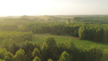 Sabah sisiyle gizlenmiş ormanın havadan görünüşü