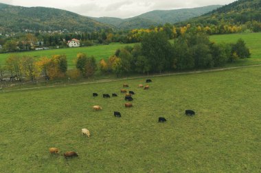 Uzak Avrupa tepelerinde otlayan İskoçya sığırları, insansız hava aracı manzarası.